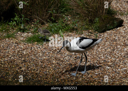 Pied Avocet è un grande bianco e nero wader nell'avocetta e stilt famiglia Foto Stock