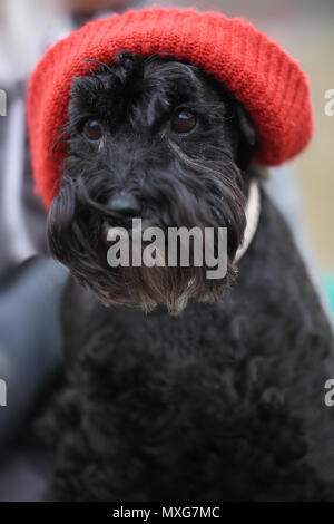 Nero funny cute cane con Red Hat outdoor ritratto animale Foto Stock