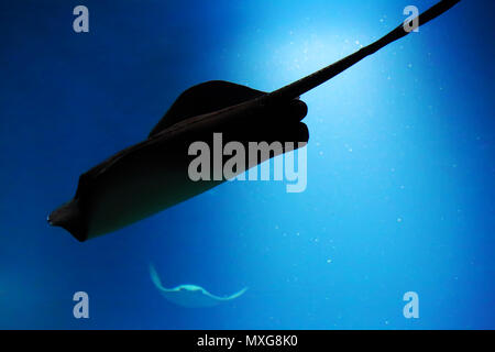 Grande stingray nuotare sotto l'acqua vicino la foto Foto Stock