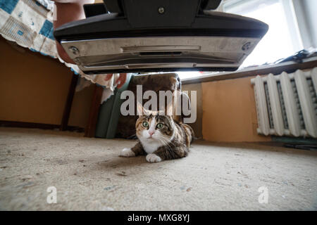 Piuttosto lo zenzero cat è sorpreso e spaventato da un lavoro di aspirapolvere durante la pulizia appartamento. Vista dall'aspiratore. Foto Stock