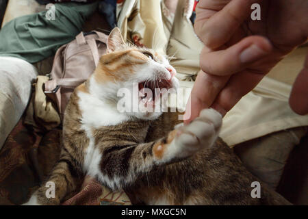 Bella lo zenzero arrabbiato cat giocando con la donna e la mano di mordere il suo divertente con le emozioni. Foto Stock