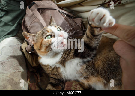 Bella lo zenzero arrabbiato cat giocando con la donna e la mano di mordere il suo divertente con le emozioni. Foto Stock