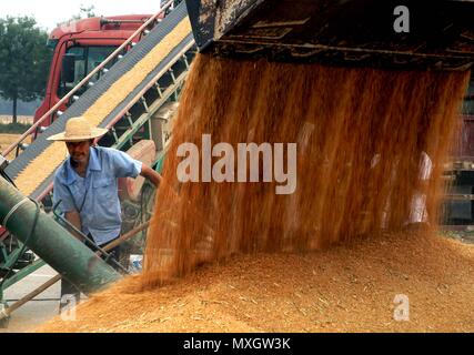 (180604) -- ZHOUKOU, Giugno 4, 2018 (Xinhua) -- i lavoratori agricoli pala di frumento in una fattoria nel centro della Cina di Provincia di Henan, Giugno 4, 2018. (Xinhua/Li Un) (lb) Foto Stock