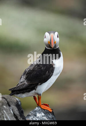 Isola di maggio, Scotland, Regno Unito. Il 4 giugno 2018. Puffin sull'Isola di maggio nel Firth of Forth, Scozia. L'isola è un importante centro di allevamento di pulcinelle di mare. Il primo bambino puffini, o puffling, tratteggiata è stata ieri e la stagione della riproduzione dovrebbe continuare nel mese di luglio. Credito: Iain Masterton/Alamy Live News Foto Stock