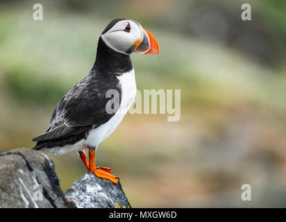 Isola di maggio, Scotland, Regno Unito. Il 4 giugno 2018. Puffin sull'Isola di maggio nel Firth of Forth, Scozia. L'isola è un importante centro di allevamento di pulcinelle di mare. Il primo bambino puffini, o puffling, tratteggiata è stata ieri e la stagione della riproduzione dovrebbe continuare nel mese di luglio. Credito: Iain Masterton/Alamy Live News Foto Stock