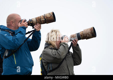 Isola di maggio, Scotland, Regno Unito. Il 4 giugno 2018. I fotografi con grandi teleobiettivi fotografare i puffini sull'Isola di maggio nel Firth of Forth, Scozia. L'isola è un importante centro di allevamento di pulcinelle di mare. Il primo bambino puffini, o puffling, tratteggiata è stata ieri e la stagione della riproduzione dovrebbe continuare nel mese di luglio. Credito: Iain Masterton/Alamy Live News Foto Stock