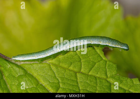 Arancio-punta butterfly (Anthocharis cardamines) caterpillar. Mimetizzati larve di insetto in famiglia Pieridae alimentazione su aglio senape Foto Stock