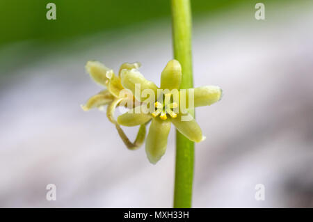 Bryony nero (Tamus communis) fiore. Una monocotiledone nel filato (Famiglia Dioscoreaceae), close up fiore femmina Foto Stock