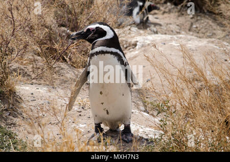 Magellanic Penguin sulla penisola Vales, Patagonia, Argentina Foto Stock