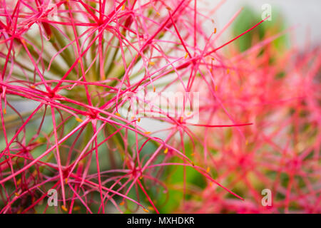 Close-up di un germoglio di fiore con molto sottili filamenti. Foto Stock