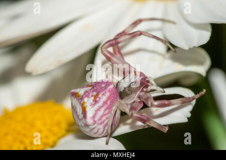 Il ragno granchio, Thomisus onustus, su un fiore a margherita Foto Stock