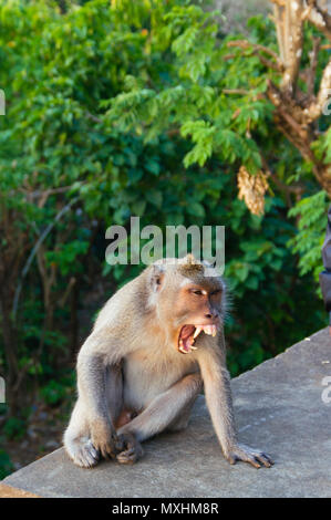 Lunga coda Macaque monkey bere dalla bottiglia d'acqua in plastica o Uluwatu Ulu Watu tempio indù Bali Indonesia Foto Stock