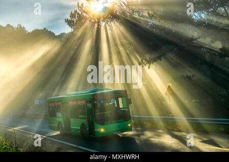 Green bus la guida sul paese strada asfaltata attraverso foreste di pini con raggi splendenti di foggy bella strada, questa è una bella strada Foto Stock