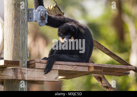 Buff-cheeked gibbon Nomascus gabriellae siede su un dock e rilassa. Foto Stock