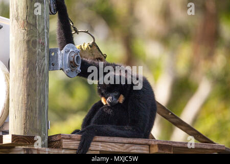 Buff-cheeked gibbon Nomascus gabriellae siede su un dock e rilassa. Foto Stock