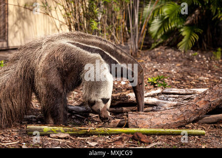 Giant anteater Myrmecophaga tridactyla foraggi sotto i registri e bambù si sposta al di fuori della modalità a caccia di formiche. Foto Stock