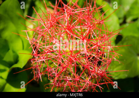 Close-up di un germoglio di fiore con molto sottili filamenti. Foto Stock