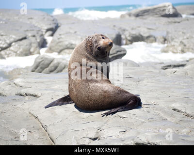 Nuova Zelanda pelliccia sigillo sulle rocce torcendo la testa dietro a guardare al fotografo Foto Stock