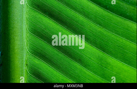 Retroilluminato da vicino i dettagli delle banane fresche foglie con struttura controfiletto perpendicolare al telaio e visibili Le vene di foglia e scanalature come una consistenza naturale Foto Stock