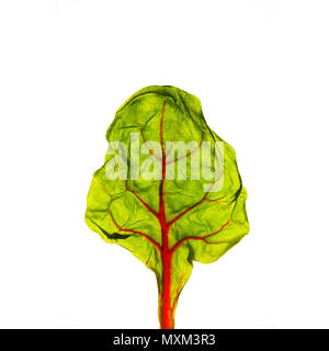 Macro astratto albero: una bietola rossa foglia verde superficie rossastra con foglie extreme macro close up photo isolati su sfondo bianco. Assomiglia a foglia Foto Stock