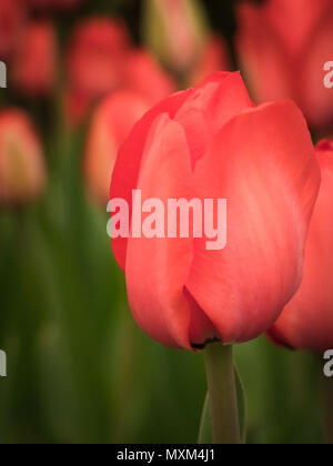 Unico red tulip capolino nel campo Foto Stock