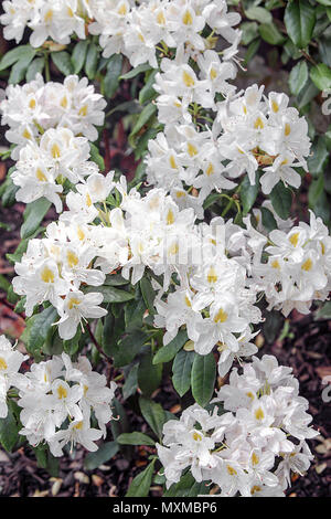 La molla di rododendri in Shropshire, visualizzati qui nel giardino posteriore del fotografo Peter Wheeler di Shrewsbury home. Foto Stock