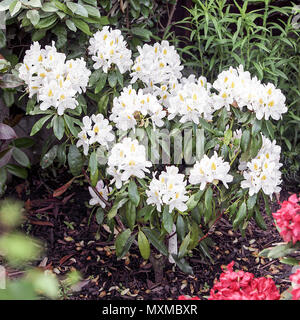 La molla di rododendri in Shropshire, visualizzati qui nel giardino posteriore del fotografo Peter Wheeler di Shrewsbury home. Foto Stock