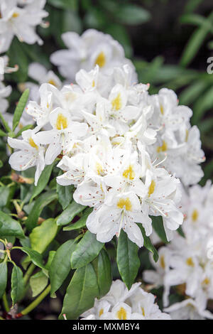 La molla di rododendri in Shropshire, visualizzati qui nel giardino posteriore del fotografo Peter Wheeler di Shrewsbury home. Foto Stock