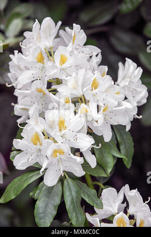 La molla di rododendri in Shropshire, visualizzati qui nel giardino posteriore del fotografo Peter Wheeler di Shrewsbury home. Foto Stock