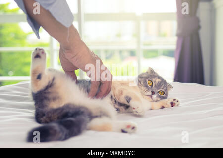 Close up di un uomo che gioca con un bellissimo Scottish Fold gatto sul letto in mattinata Foto Stock