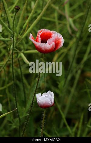 Rosso e bianco fiori di papavero, Papaver rhoeas, due papaveri trovata in un campo di semi di colza e di ravizzone, gradiente di colore dal rosso al bianco Foto Stock
