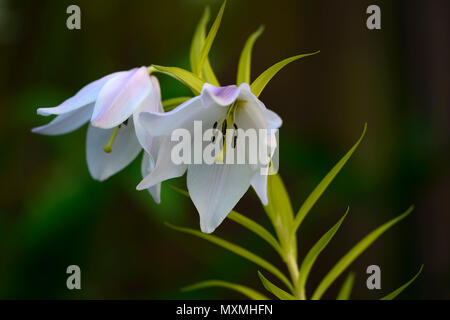 Il Lilium mackliniae,Shirui,Siroi,lily,bianco,rosa,specie,gigli,fiori,fiore,fioritura,lampadina,lampadine,perenne,Manipur,RM Floral Foto Stock