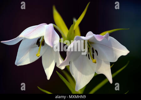 Il Lilium mackliniae,Shirui,Siroi,lily,bianco,rosa,specie,gigli,naga forma,colore,colore,variazione,fiori,fiore,fioritura,lampadina,lampadine,perenne,Manipur,R Foto Stock