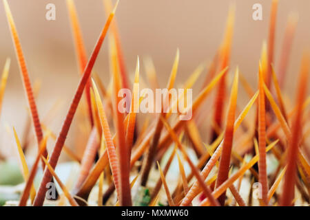 Piante succulente spine dettaglio ,il fuoco selettivo , retroilluminazione ,effetto astratto Foto Stock