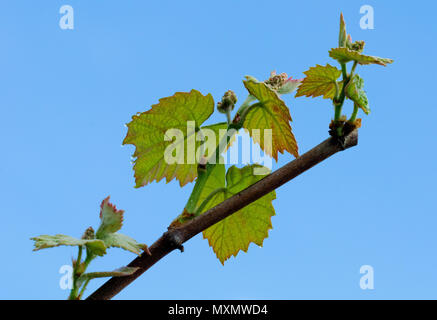 Monferrato, in Piemonte: bud e foglie di uva. Foto Stock