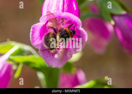 Bumblebee (bombus) all'interno di un fiore di foxglove viola (digitalis purpurea) con una collezione di nettare sulle gambe posteriori. Foto Stock