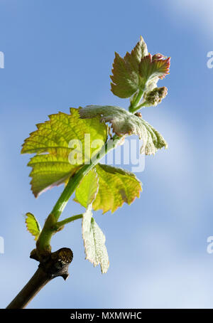 Monferrato, in Piemonte: bud e foglie di uva. Foto Stock