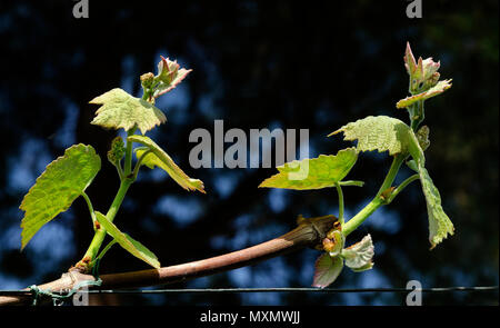 Monferrato, in Piemonte: bud e foglie di uva. Foto Stock