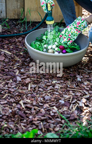 Giardinaggio - Donna lava fresca di ravanello organico Foto Stock