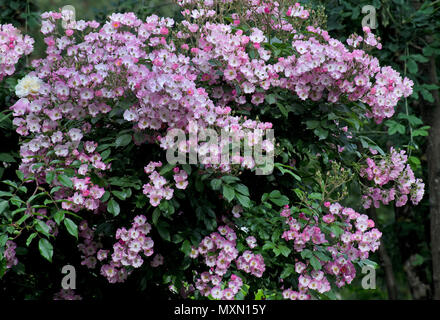 Ballerina rosa ( Bentall 1937) Foto Stock