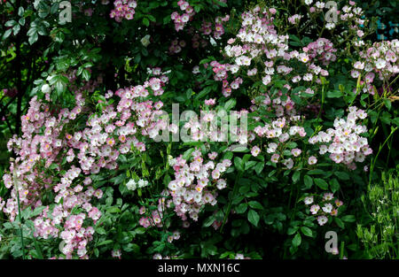 Ballerina rosa ( Bentall 1937) Foto Stock