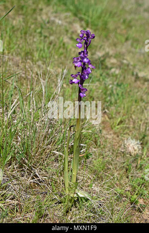 Un solitario verde-winged Orchid (Anacamptis morio) fioritura su una banca erbosa in primavera in Inghilterra del Sud Foto Stock