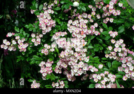 Ballerina rosa ( Bentall 1937) Foto Stock