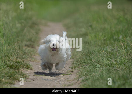 Cane Maltese correre e saltare sul percorso Foto Stock