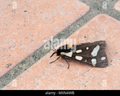 Falena europea. Spot color crema tiger moth. Arctia villica. Foto Stock