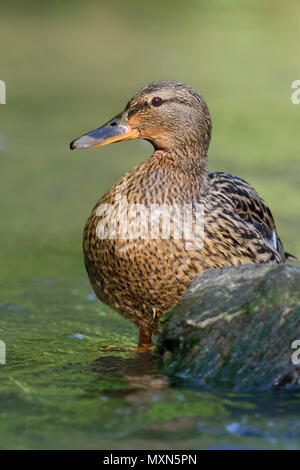 Mallard / Anatra selvatica (Anas platyrhynchos ) , appoggiando la femmina, in piedi in acqua poco profonda, bella luce, guardando attentamente, fauna selvatica, l'Europa. Foto Stock