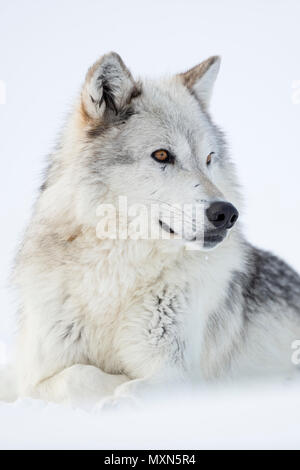 Lupo grigio / Lupo (Canis lupus) in inverno, sdraiato, appoggiata nella neve, pelliccia bianca, guardare oltre, ambra occhi dorati, captive, area di Yellowstone, Montana, US Foto Stock