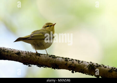 Legno trillo ( Phylloscopus sibilatrix ), Nuovo Mondo trillo, maschio in abito di allevamento, appollaiato su un ramo, fauna selvatica, l'Europa. Foto Stock