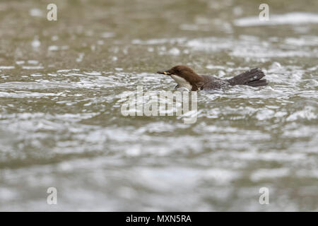 White throated bilanciere ( Cinclus cinclus ) nuoto veloce in acqua fluente, alla ricerca di cibo, tipico comportamento, altamente specializzato, di uccelli selvatici, Euro Foto Stock