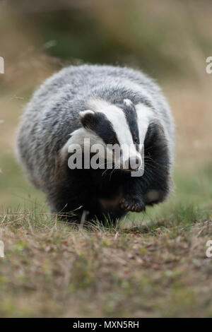 Unione Badger / Europaeischer Dachs ( Meles meles ), animale adulto, camminando lungo un tipico badger il percorso, si avvicina, Scatto frontale, l'Europa. Foto Stock